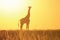 Giraffe Yellow Sunset Silhouette - Wildlife Background and Beauty from the wilds of Africa.