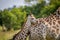 Giraffe young standing with his mother.