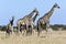 Giraffe and Zebra - Botswana