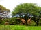 Giraffe and Zebra at the Honolulu Zoo