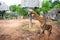 Giraffe and zebra waking around safari