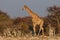 Giraffe and zebras, etosha nationalpark, namibia