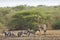 Giraffe and zebras on the river bank, Kruger national park, SOUTH AFRICA