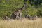 Giraffe and zebras. South Africa