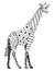 Giraffe zentangle stylized, vector, illustration, freehand pencil, hand drawn, pattern.