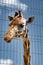 Giraffe at zoo behind fence, bars. wild animals in captivity