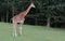 Giraffe in ZOO in Dvur Kralove nad Labem