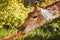 Giraffe in the zoo eats from the visitor`s hand, close-up photo