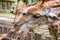 Giraffe in the zoo fell down to feed the human.