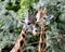 Giraffe in ZOO, Pilsen, Czech Republic