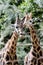 Giraffe in ZOO, Pilsen, Czech Republic