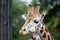 Giraffe in ZOO, Pilsen, Czech Republic