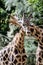 Giraffe in ZOO, Pilsen, Czech Republic