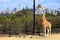 Giraffe in Zoo scenery with Sydney skyline in background