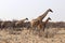 Giraffen with Baby in the etosha pan Safari - Namibia africa