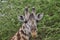 Giraffen im Nationalpark Tsavo Ost, Tsavo West und Amboseli