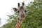 Giraffen im Nationalpark Tsavo Ost, Tsavo West und Amboseli