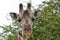 Giraffen im Nationalpark Tsavo Ost, Tsavo West und Amboseli