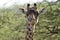 Giraffen im Nationalpark Tsavo Ost, Tsavo West und Amboseli