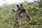 Giraffen im Nationalpark Tsavo Ost, Tsavo West und Amboseli