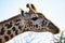 Giraffen im Nationalpark Tsavo Ost, Tsavo West und Amboseli