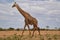 Giraffen im Nationalpark Tsavo Ost, Tsavo West und Amboseli