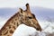 Giraffen im Nationalpark Tsavo Ost, Tsavo West und Amboseli