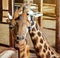 Giraffes.