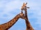 Giraffes