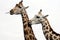 Giraffes