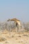 Giraffes in Acazia Field