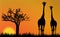 Giraffes in Africa