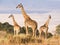 Giraffes in Africa