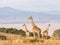 Giraffes in Africa