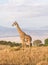 Giraffes in Africa