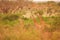 Giraffes in Africa Tsavo National Park