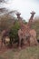 Giraffes in african safari, Senegal