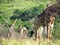 Giraffes in the African safaris with green trees in the background