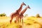 Giraffes in the African savannah. African safari.