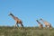 Giraffes against a blue sky