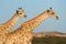 Giraffes against a blue sky