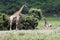 Giraffes in arusha