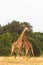 Giraffes. The battle in the savannah. Kenya, Africa
