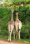 Giraffes from behind