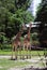 Giraffes in the Berlin zoo