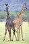 Giraffes bicolor (Giraffa camelopardalis)