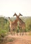 Giraffes blocking the road