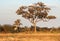 Giraffes in Botswana