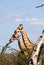 Giraffes in the bush