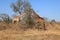 Giraffes busy grazing in Kruger National Park, South Africa